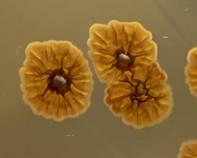 streptomyces colony